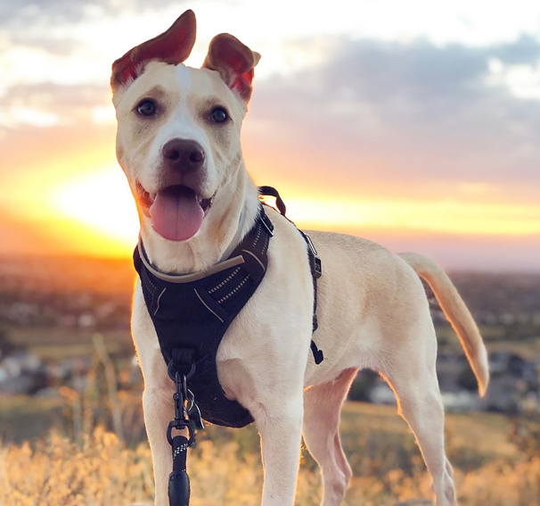 The khaki colored puppy in a black no pull dog harness stands in the setting sun and looks at the camera with his tongue out and a smile on his face.