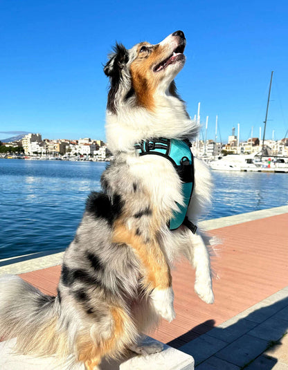 Rabbitgoo No Pull Dog Harness - Blue 