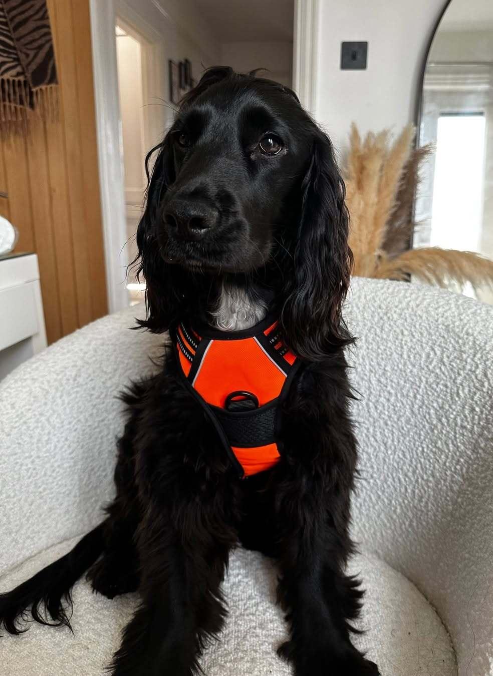 Classic Fit No Pull Dog Harness - Orange