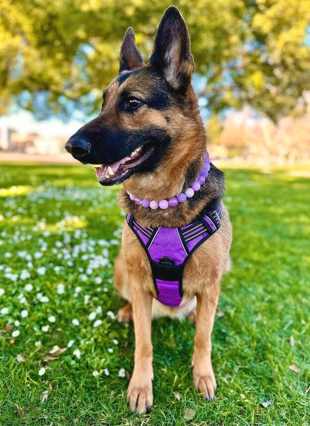 Rabbitgoo No Pull Dog Harness - Purple 
