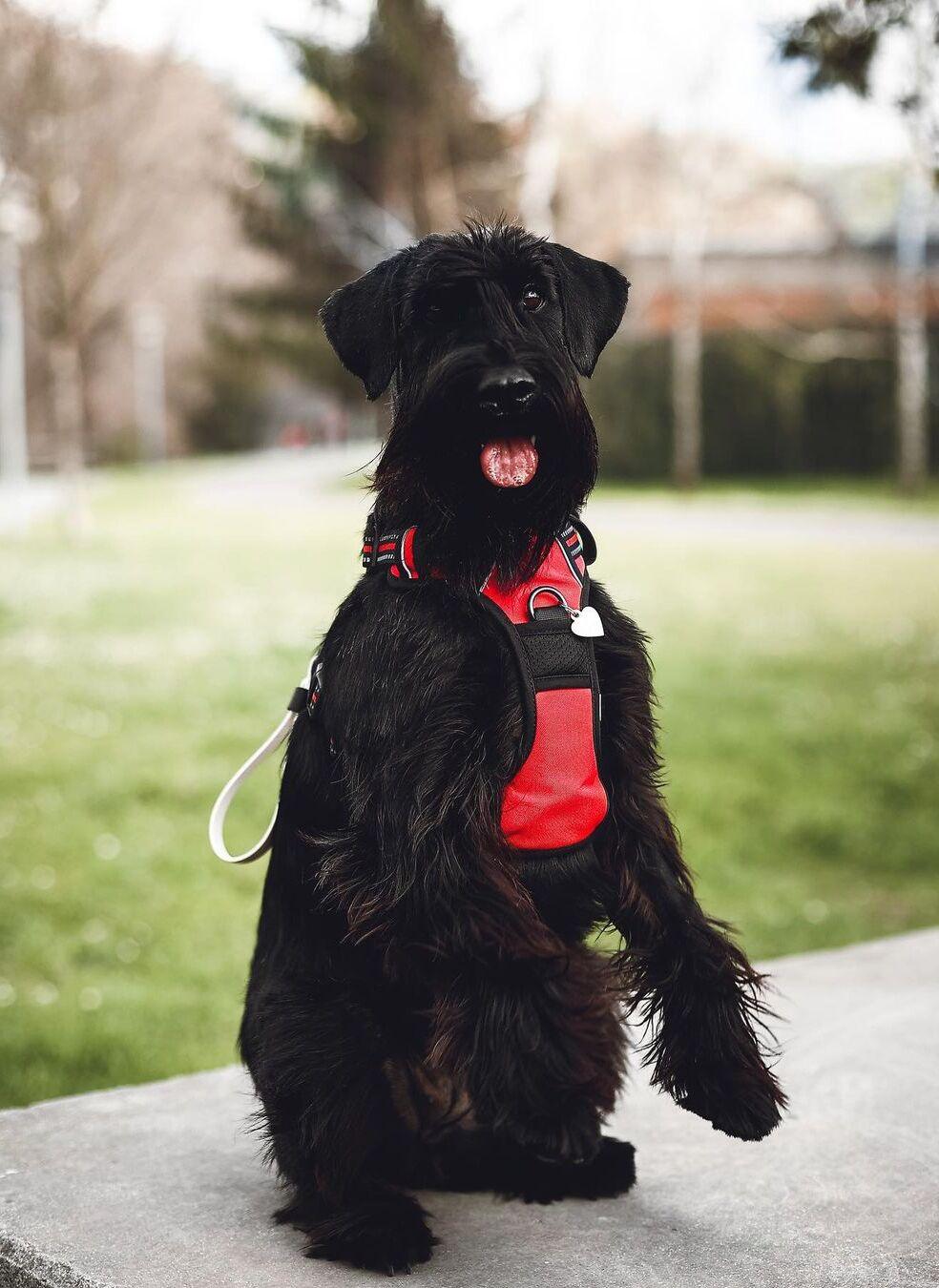 Rabbitgoo No Pull Dog Harness - Red 