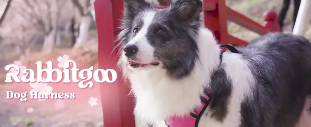 Translation missing: en.sections.video.load_video