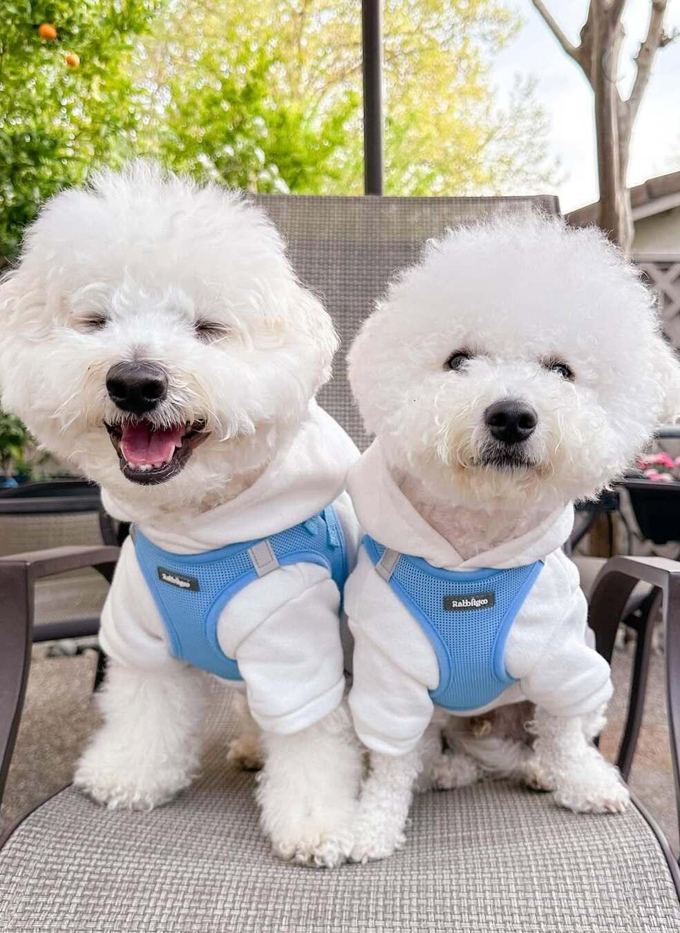 Minifit Small Step-in Dog Harness - Blue