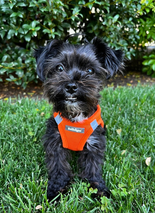 Minifit Small Step-in Dog Harness - Orange
