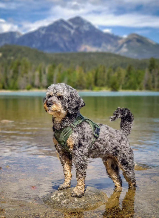 Solid Escape Proof Tactical Dog Vest Harness - Green