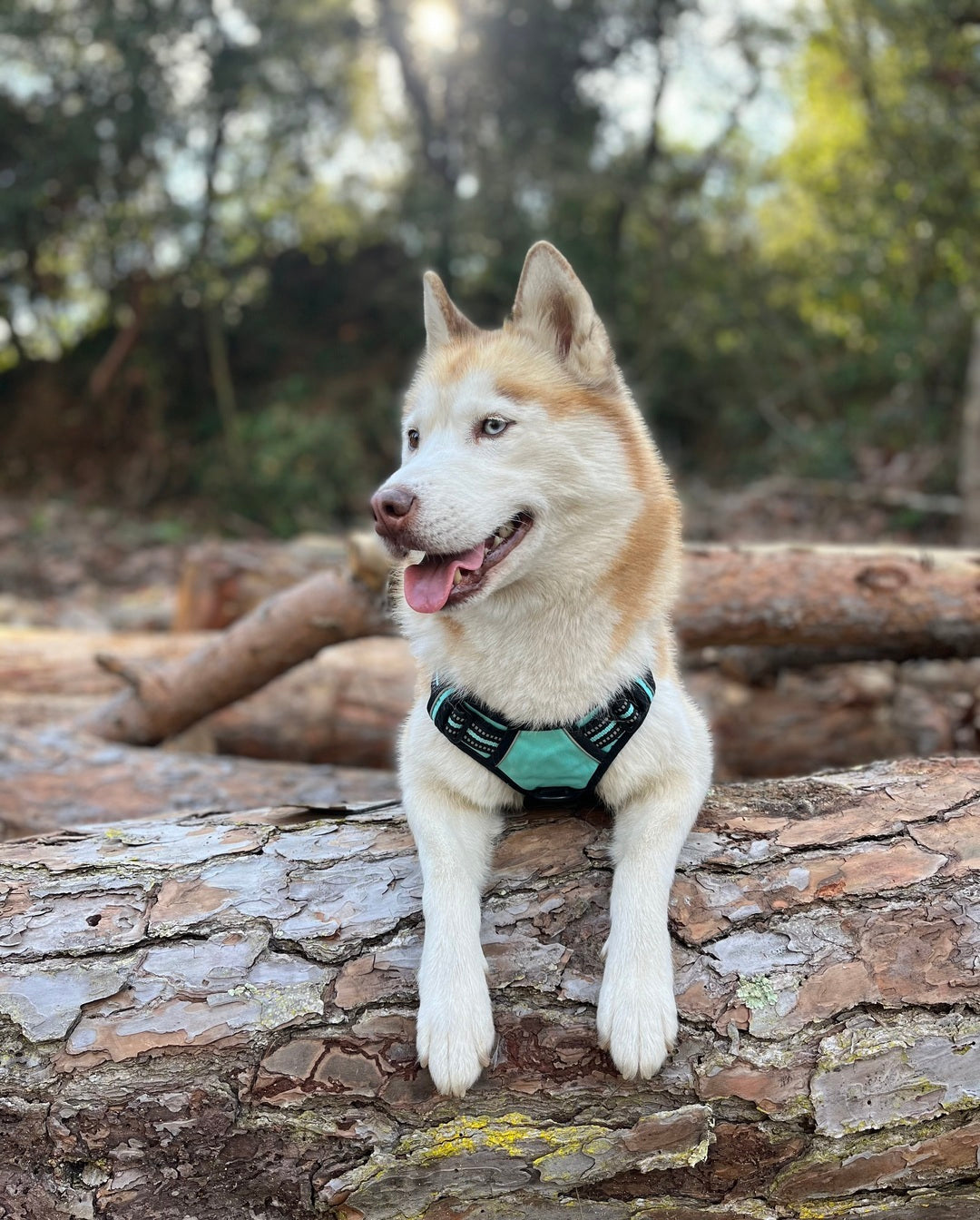 Classic Fit No Pull Dog Harness - Turquoise