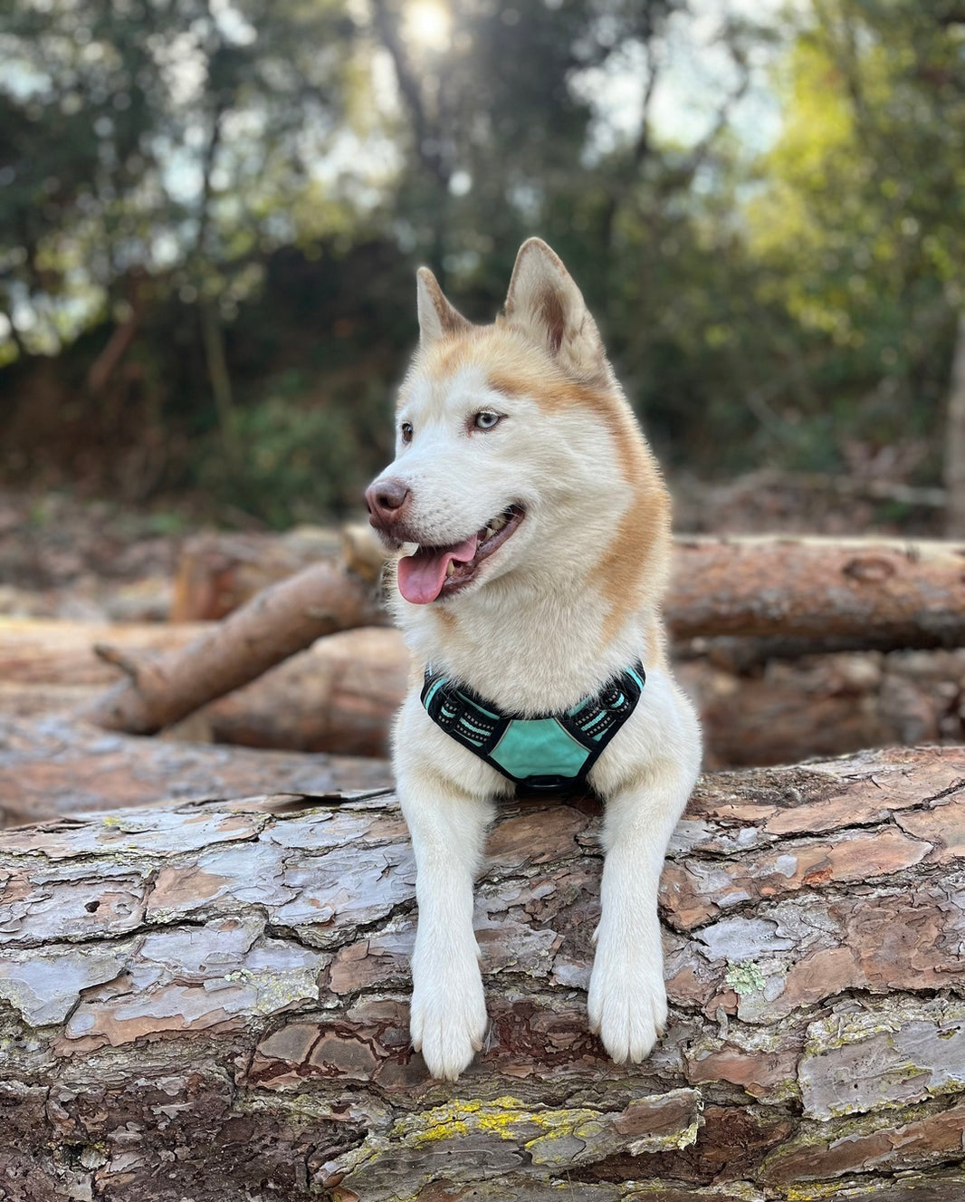 Classic Fit No Pull Dog Harness - Turquoise